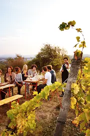 Young people drinking wine in vineyard