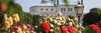 Roses dans le Volksgarten avec le Burgtheater en arrière-plan