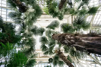 Palm House Schönbrunn