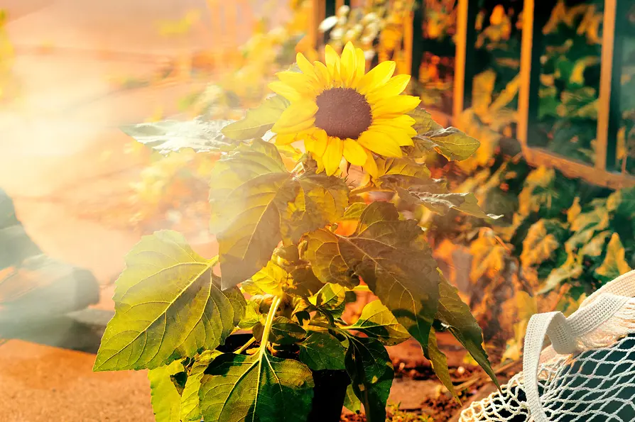 Flower pot in front of a fence
