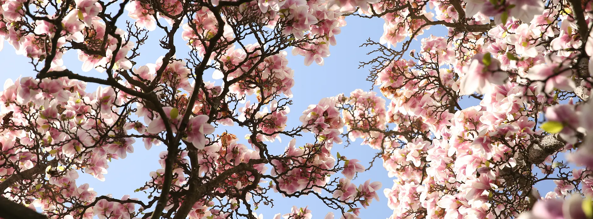 Blütenpracht in Wiener Park