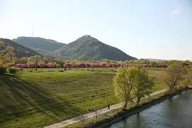 Group of trees on Danube Island, in the background the Kahlenberg