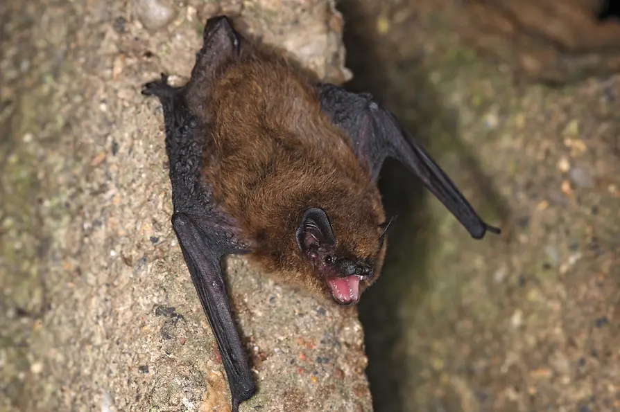 A bat in Vienna’s Währing district