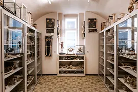 Collection of Anatomical Pathology in the Madhouse Tower