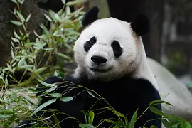 Panda "He Feng", Schönbrunn Zoo