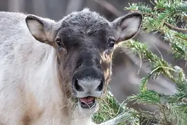 Close-up of reindeer head