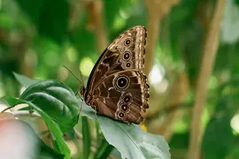 Butterfly in the Butterfly House in the Burggarten