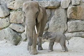 Schönbrunn Zoo: Baby elephant and mother
