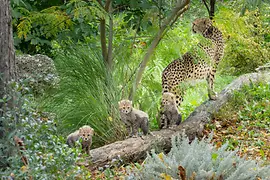 Three cheetah cubs with their mother at Schönbrunn Zoo