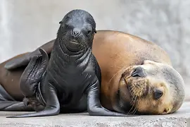 Male sea lion baby