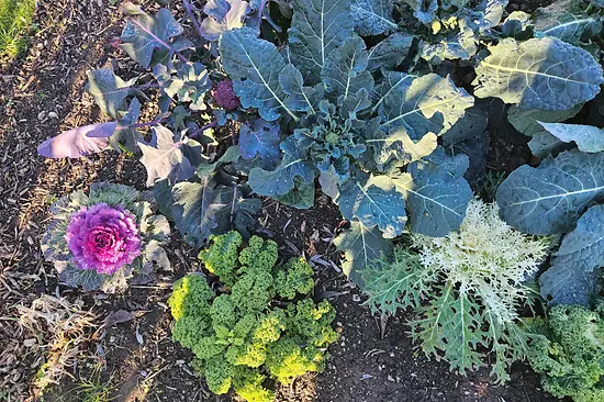 Winter vegetables in the field